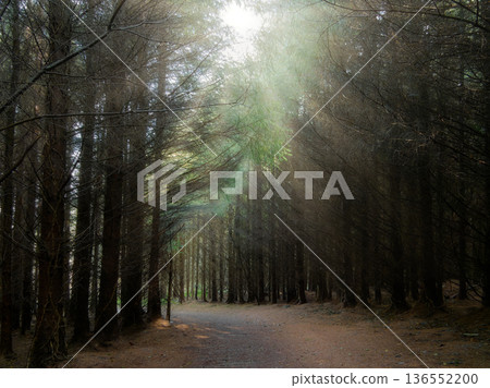 A quiet forest path winds through tall, dark conifer trees. Bright sun rays stream down through the dense green canopy, creating a mystical glow during an early morning walk. A quiet forest path winds through tall, dark conifer trees. Bright sun rays stream down through the dense green canopy, creating a mystical glow during an early morning walk. 136552200