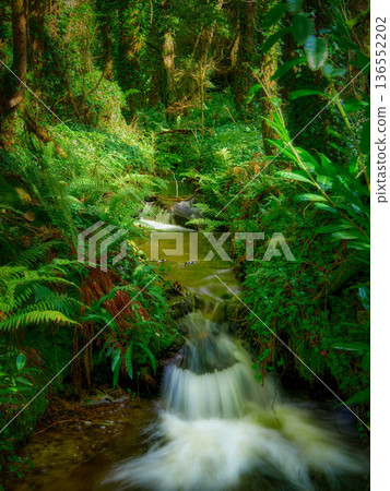 Peaceful forest stream with vibrant greenery and flowing water. 136552202
