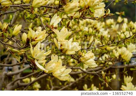 Yellow magnolia flowers blooming on tree branches in spring, known as Magnolia denudata or Magnolia soulangeana, symbolizing renewal and nature beauty 136552740