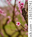 Delicate pink apricot flower blooming on tree branch, minimal composition with gentle bokeh background, symbol of spring renewal and nature beauty. 136552741