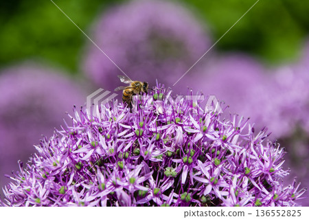 A flower with small reddish-purple petals clustered together like a ball, seen in Kew Gardens on the outskirts of London. A flower with small reddish-purple petals clustered together like a ball, seen in Kew Gardens on the outskirts of London. 136552825