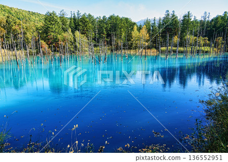 Blue Pond (Biei Town, Hokkaido) Blue Pond (Biei Town, Hokkaido) 136552951