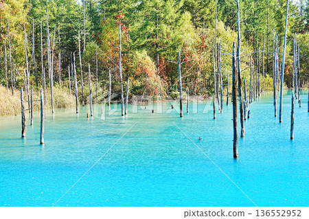 Blue Pond (Biei Town, Hokkaido) Blue Pond (Biei Town, Hokkaido) 136552952