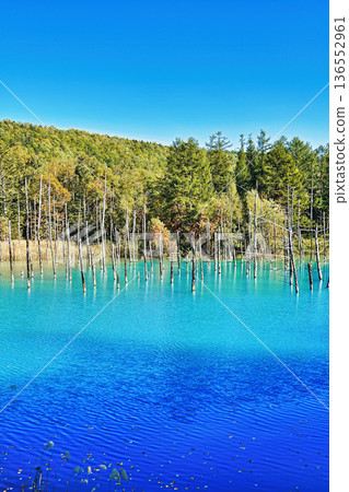 青池(北海道美瑛町) 青池(北海道美瑛町) 136552961