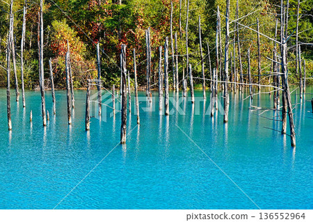 Blue Pond (Biei Town, Hokkaido) Blue Pond (Biei Town, Hokkaido) 136552964