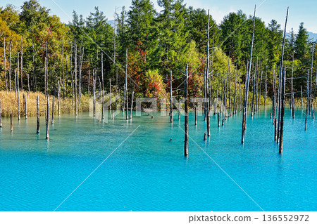 Blue Pond (Biei Town, Hokkaido) Blue Pond (Biei Town, Hokkaido) 136552972