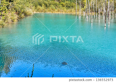 Blue Pond (Biei Town, Hokkaido) Blue Pond (Biei Town, Hokkaido) 136552973
