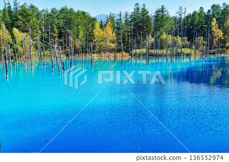 青池(北海道美瑛町) 青池(北海道美瑛町) 136552974