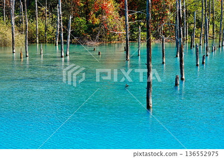 Blue Pond (Biei Town, Hokkaido) Blue Pond (Biei Town, Hokkaido) 136552975