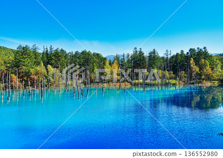 青池(北海道美瑛町) 青池(北海道美瑛町) 136552980