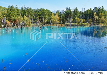 Blue Pond (Biei Town, Hokkaido) Blue Pond (Biei Town, Hokkaido) 136552983