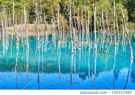 Blue Pond (Biei Town, Hokkaido) Blue Pond (Biei Town, Hokkaido) 136552985