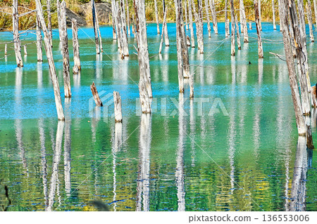 Blue Pond (Biei Town, Hokkaido) Blue Pond (Biei Town, Hokkaido) 136553006