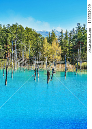 Blue Pond (Biei Town, Hokkaido) Blue Pond (Biei Town, Hokkaido) 136553009