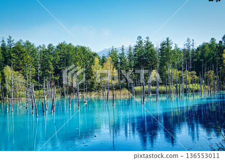 青池(北海道美瑛町) 青池(北海道美瑛町) 136553011