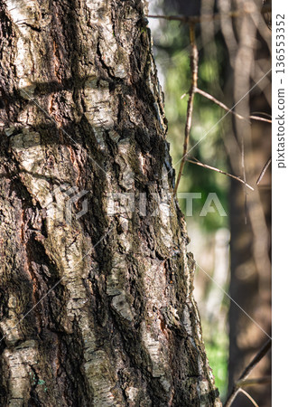 dappled light bark with forest shadows dappled light bark with forest shadows 136553352