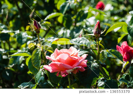 倫敦郊區邱園，一朵沐浴在明媚陽光下的大型淡粉色玫瑰。 136553370