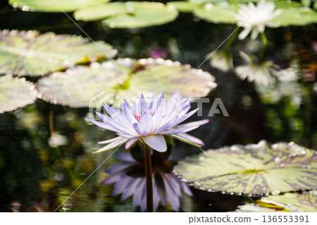 Large open white and pale purple lotus flowers at Kew Gardens, a suburb of London Large open white and pale purple lotus flowers at Kew Gardens, a suburb of London 136553391