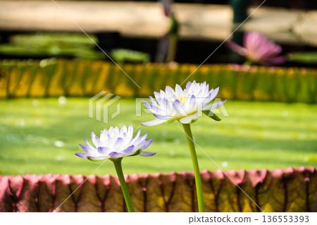 Large open white and pale purple lotus flowers at Kew Gardens, a suburb of London Large open white and pale purple lotus flowers at Kew Gardens, a suburb of London 136553393