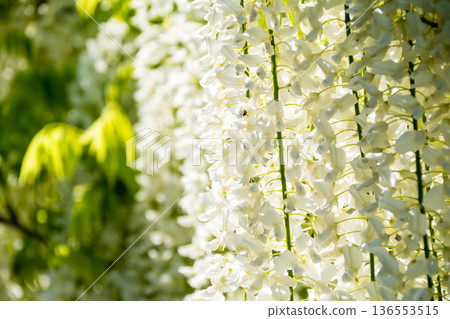 Large white wisteria flowers hanging down under a bright, clear sky at Kew Gardens on the outskirts of London Large white wisteria flowers hanging down under a bright, clear sky at Kew Gardens on the outskirts of London 136553515