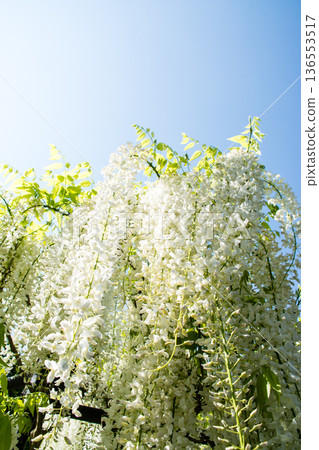 Large white wisteria flowers hanging down under a bright, clear sky at Kew Gardens on the outskirts of London Large white wisteria flowers hanging down under a bright, clear sky at Kew Gardens on the outskirts of London 136553517