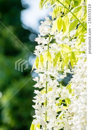 Large white wisteria flowers hanging down under a bright, clear sky at Kew Gardens on the outskirts of London Large white wisteria flowers hanging down under a bright, clear sky at Kew Gardens on the outskirts of London 136553519