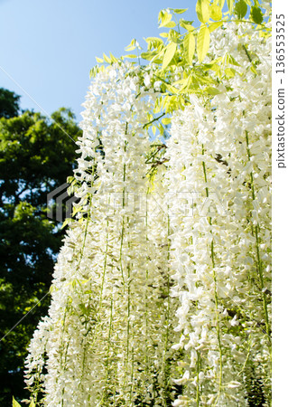 在倫敦郊區的邱園，明亮的晴空下，碩大的白色紫藤花垂掛而下。 136553525
