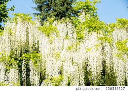 Large white wisteria flowers hanging down under a bright, clear sky at Kew Gardens on the outskirts of London 136553527