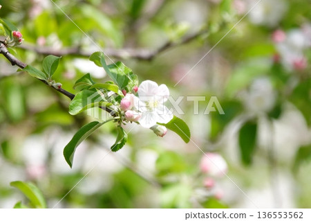 Spring branches with fresh green leaves and white flowers Spring branches with fresh green leaves and white flowers 136553562