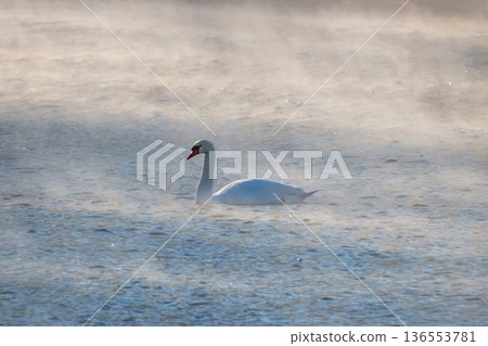 A swan is swimming in a foggy lake 136553781