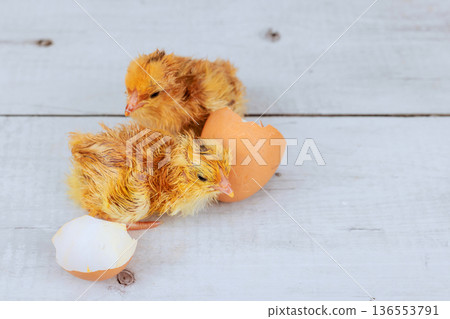Two baby chicks hatching from eggs in warm setting Two baby chicks hatching from eggs in warm setting 136553791