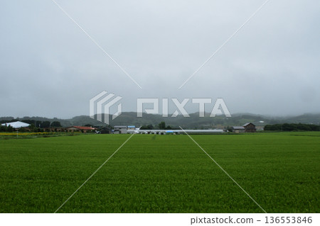 JR Hokkaido Hakodate Main Line: Scenery from the window of a local train from Yoichi Station to Ginzan Station (Summer rain, 2023) 136553846