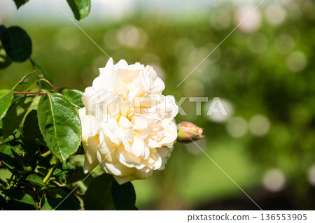 在倫敦郊區的邱園，陽光明媚，黃玫瑰競相綻放。 136553905