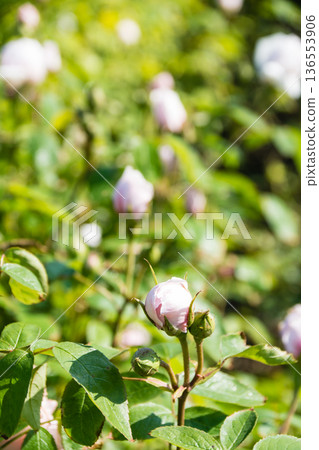 Pink roses blooming beautifully under the bright sunlight at Kew Gardens on the outskirts of London Pink roses blooming beautifully under the bright sunlight at Kew Gardens on the outskirts of London 136553906