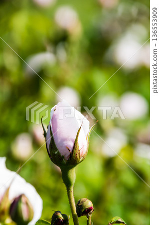 在倫敦郊區的邱園，粉紅色的玫瑰在明媚的陽光下競相綻放。 136553909