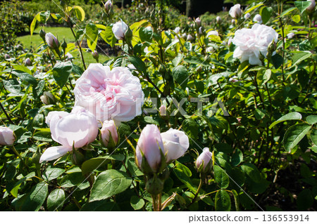 在倫敦郊區的邱園,粉紅色的玫瑰在明媚的陽光下競相綻放。 在倫敦郊區的邱園,粉紅色的玫瑰在明媚的陽光下競相綻放。 136553914