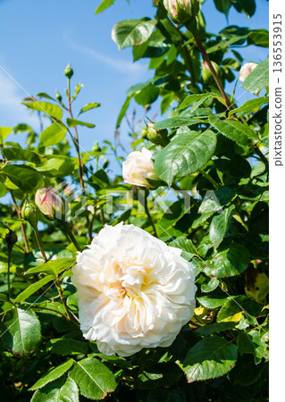 在倫敦郊區的邱園,淡黃色的玫瑰在明媚的陽光下競相綻放。 在倫敦郊區的邱園,淡黃色的玫瑰在明媚的陽光下競相綻放。 136553915