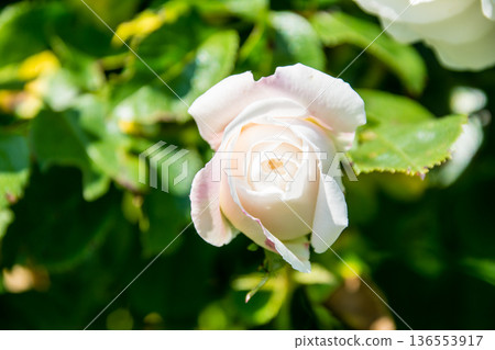 在倫敦郊區的邱園,淡黃色的玫瑰在明媚的陽光下競相綻放。 在倫敦郊區的邱園,淡黃色的玫瑰在明媚的陽光下競相綻放。 136553917