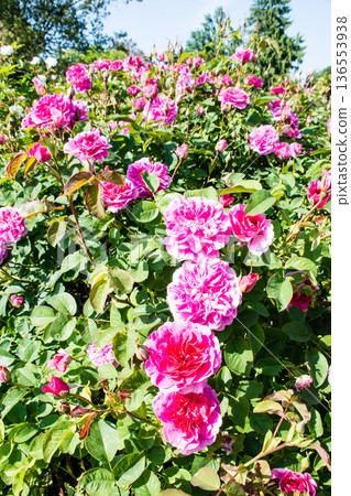 在倫敦郊區的邱園,粉紅色的玫瑰在明媚的陽光下競相綻放。 在倫敦郊區的邱園,粉紅色的玫瑰在明媚的陽光下競相綻放。 136553938