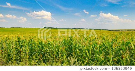 Endless green corn field under a bright blue sky with white clouds 136553949