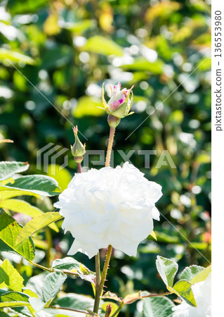 Pure white roses blooming beautifully under the bright sunlight at Kew Gardens in the suburbs of London Pure white roses blooming beautifully under the bright sunlight at Kew Gardens in the suburbs of London 136553980
