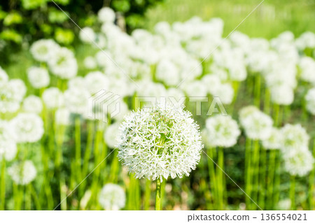倫敦邱園的一朵花,花瓣細小潔白,聚攏成圓球,像蒲公英的絨毛。 倫敦邱園的一朵花,花瓣細小潔白,聚攏成圓球,像蒲公英的絨毛。 136554021