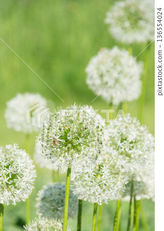 倫敦邱園的一朵花，花瓣細小潔白，聚攏成圓球，像蒲公英的絨毛。 136554024