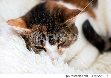 Calm tabby curled in warm cozy blanket. Serene indoor cat resting comfortably on plush fabric 136554184