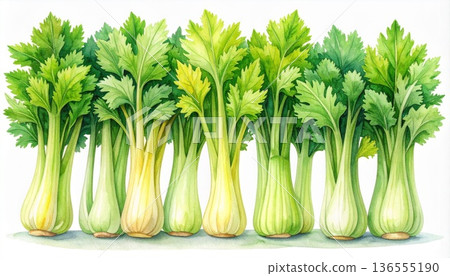 Bunch of Fresh Green Celery Sticks with Leaves on White Background 136555190