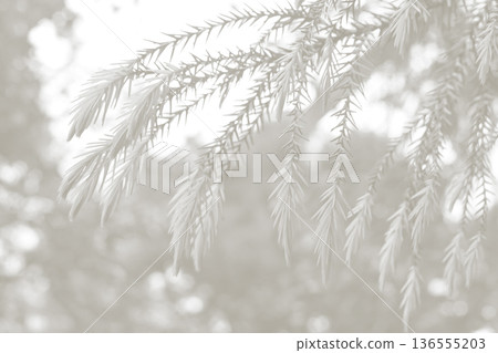 Cloud dancer toned fir branches spruce. Close up. Spruce needles monochrome. Fluffy Christmas tree spruce 2026 color. Cloud dancer toned fir branches spruce. Close up. Spruce needles monochrome. Fluffy Christmas tree spruce 2026 color. 136555203