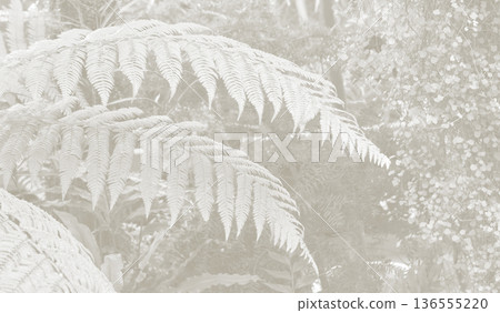Cloud Dancer fern plant in monochrome color. Forest Cloud Dancer colored fern plants. Trendy color 2026 Cloud Dancer fern plant in monochrome color. Forest Cloud Dancer colored fern plants. Trendy color 2026 136555220