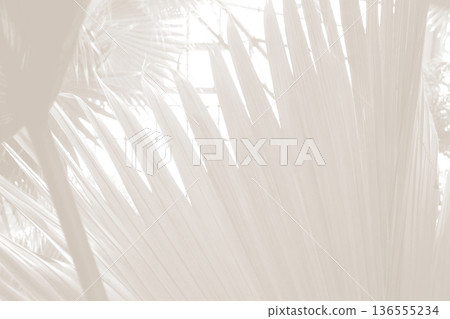 Cloud dancer color palm leaf. Monocrome texture 2026. Color of the year. 136555234