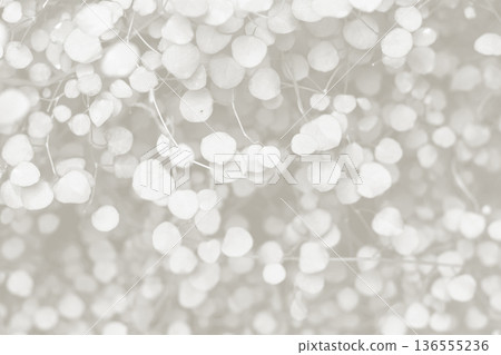 Cloud dancer toned color muehlenbeckia complexa plant background. Monochrome color background. Trendy color 2026. Cloud dancer toned color muehlenbeckia complexa plant background. Monochrome color background. Trendy color 2026. 136555236