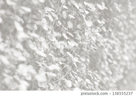 Cloud dancer toned color muehlenbeckia complexa plant background. Monochrome color background. Trendy color 2026. 136555237